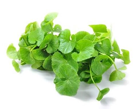 A Predstonorm gotu kolát (Centella asiatica) tartalmaz